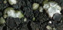 Toninia verrucarioides